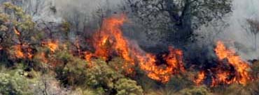 Controlado incendio en San Felipe