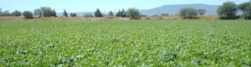 El frío no afectó el campo guanajuatense