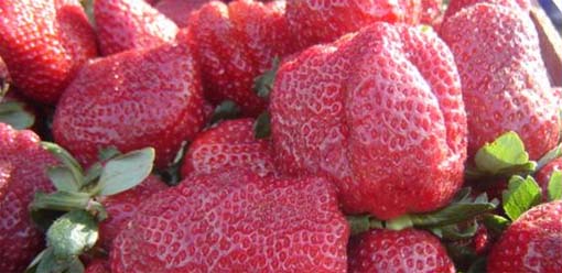 Hay que entrarle aunque sean “fresas”
