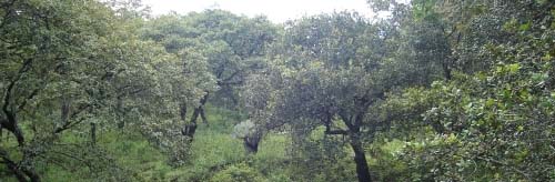 Reforestación