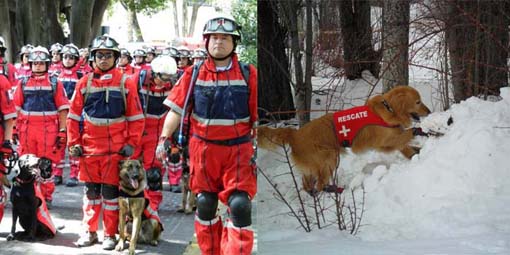 Establecerá en Guanajuato la primera escuela nacional de manejadores de perros de búsqueda y rescate