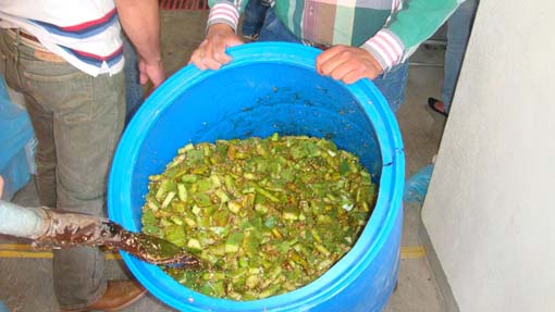 Investigador de la UG desarrolla nueva técnica para alimentar al ganado a base de nopal