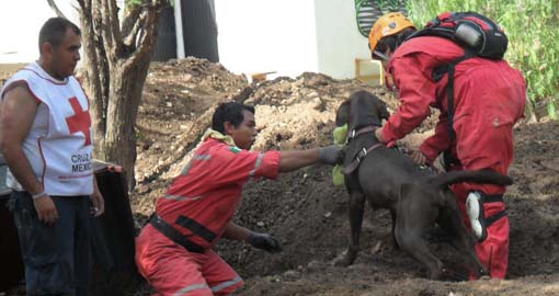 En Guanajuato la primera escuela de Perros de Rescate de México