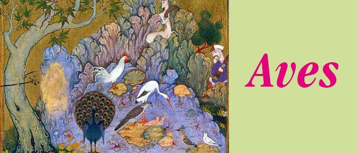 El mundo es un pensamiento (poesía): Las Aves