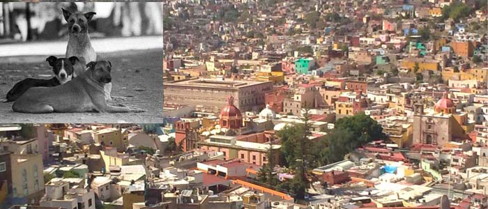 Sólo fueron 30 personas las que no alcanzaron un lugar para sus mascotas