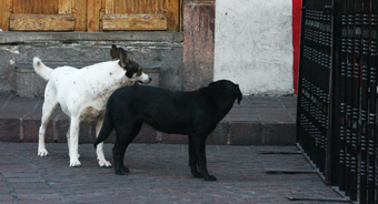 Piden evitar incineración de perros callejeros