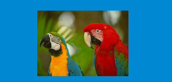 Efectos de la vinculación