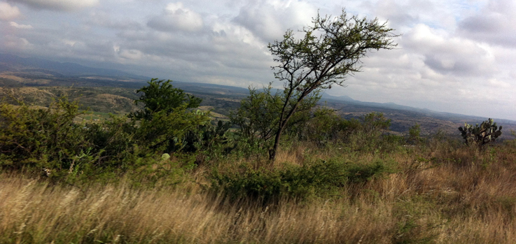 Dirección de constelaciones familiares