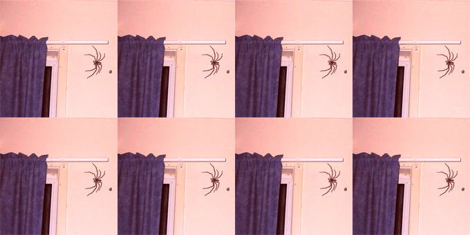La araña en la pared