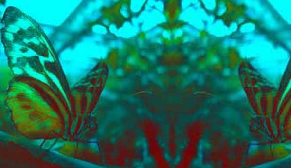 Una mariposa en tu cabeza