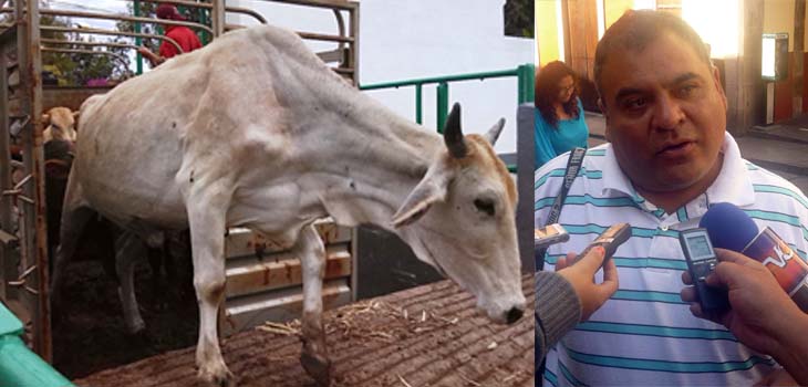 Captura Salud municipal animales que invadían propiedad privada y vías de comunicación