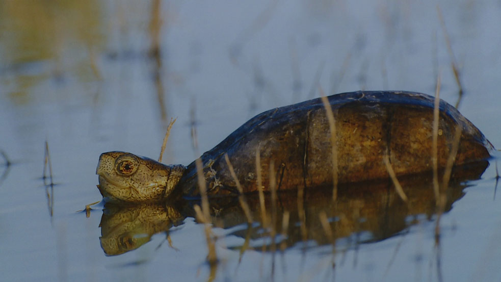 Con exposición fotográfica muestran la biodiversidad del desierto