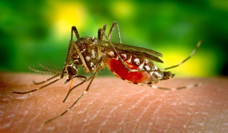Investigan en UG al mosco transmisor de la malaria