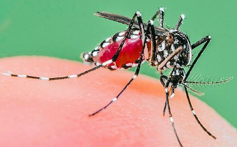 No debemos normalizar el virus del dengue y dejar de cuidarnos: Salud