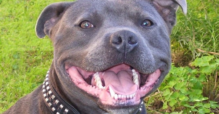 Atacan perros de pelea a mujer