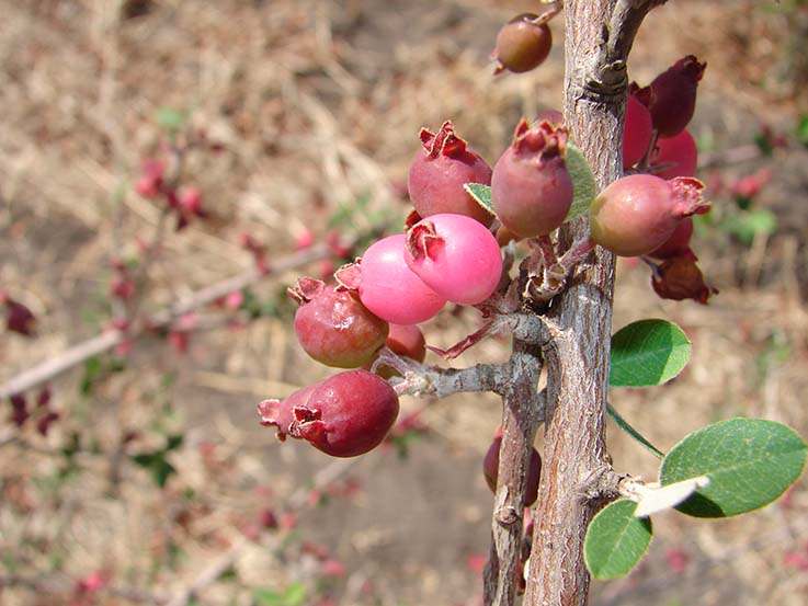 Impulsan al membrillo cimarrón como fruta alternativa