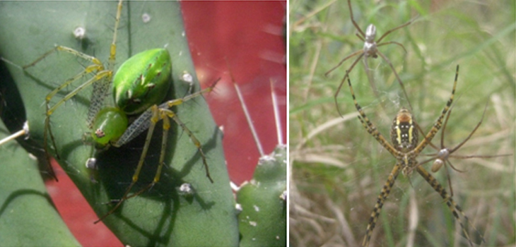 Las hijas de Aracné