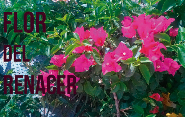 Flor del renacer