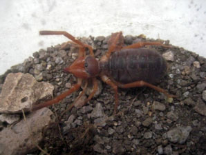 Genisaro Insecto Genísaro adulto, hembra preñada. Familia Eremobatidae. Ex-Hda Santa ...