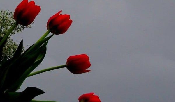 Desde el ataúd: flores no.