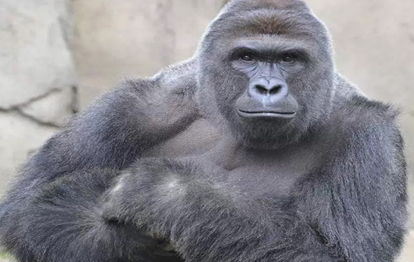 Harambe
