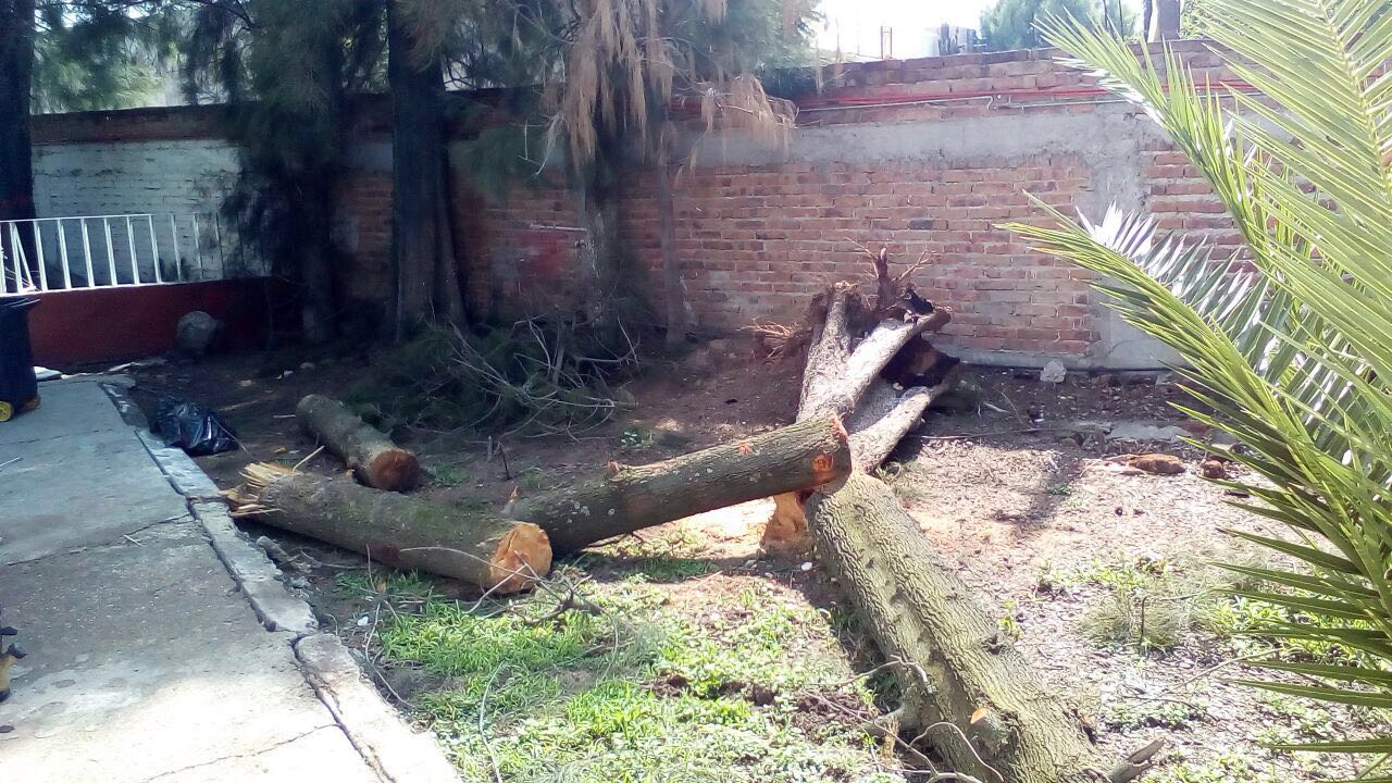 Justifica talas clandestinas por poco personal: Villalobos