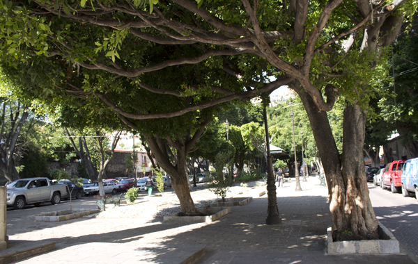 Culpa Ecología a Obra Pública por retrasos en trabajos en árboles de Embajadoras