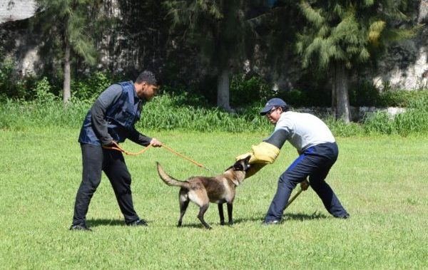 Entrenan unidad canina para seguridad de UG en Irapuato y Salamanca