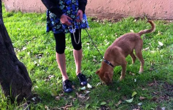 El perro Copérnico.