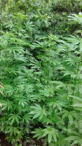 Encuentran marihuana en sembradío de maíz