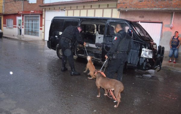 Seguridad Irapuato: matan tres perros de pelea a anciana