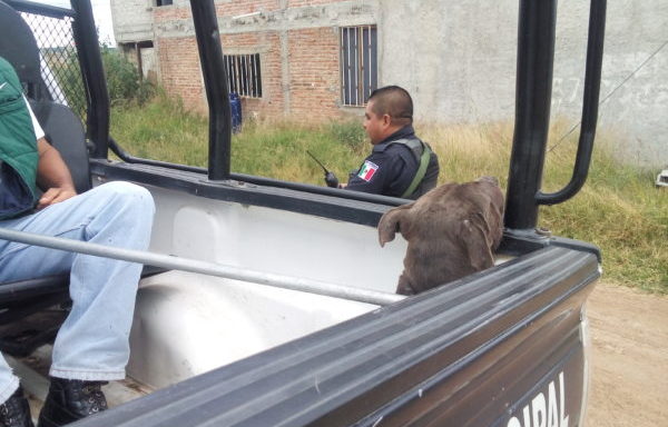 Seguridad Guanajuato: sorprenden a ladrón en subterránea/pitbull ataca a hombre en Santa Teresa