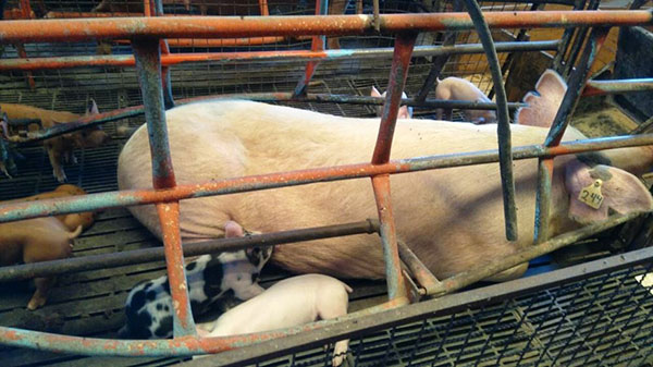 Aseguran bodegas con cosas robadas