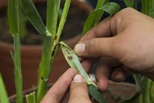 Guanajuato registra mínima presencia de pulgón amarillo