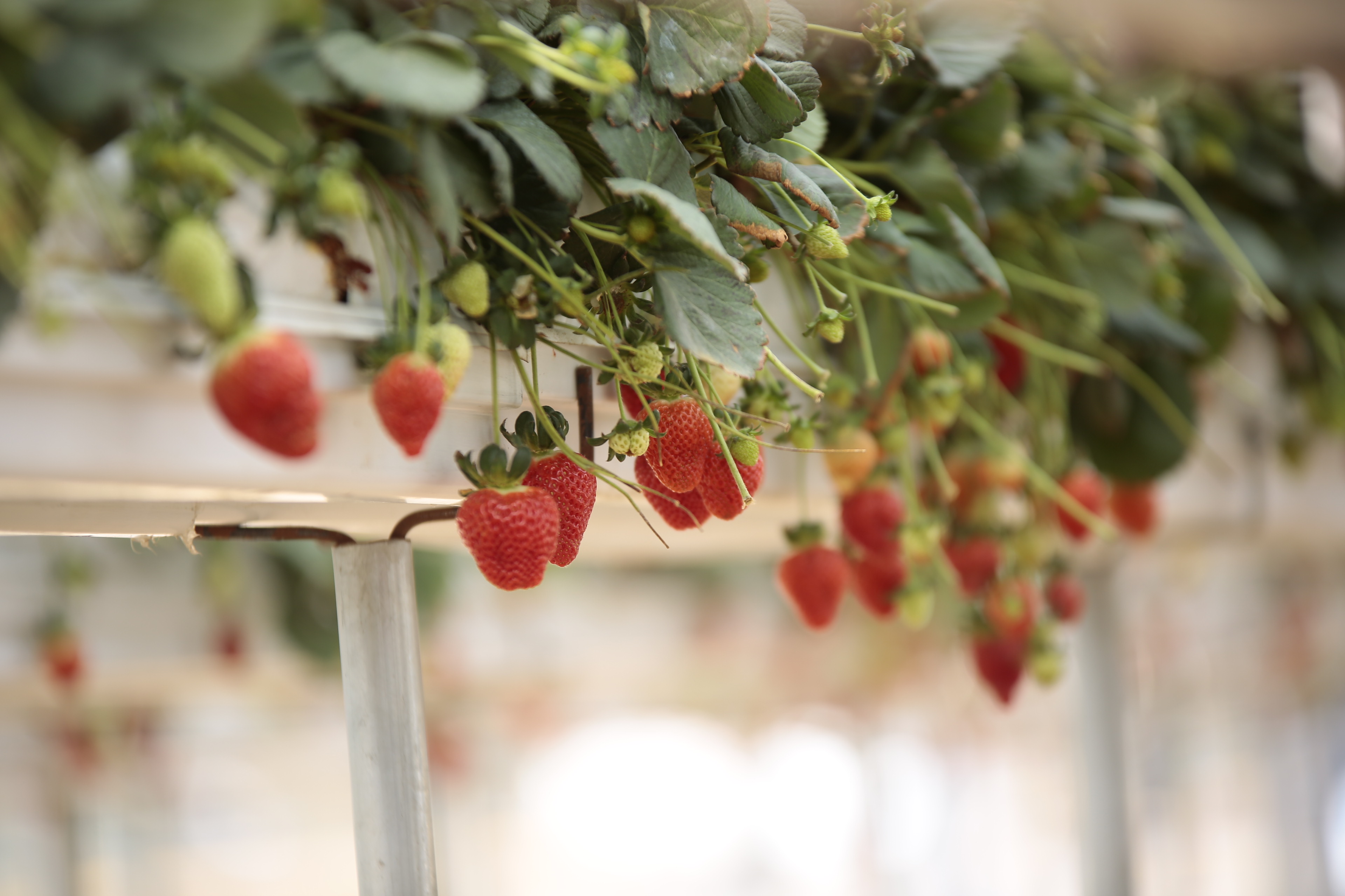 Guanajuato ocupa el tercer lugar en producción de fresas a nivel nacional