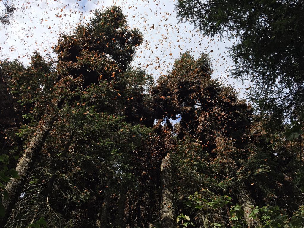 Llaman a proteger a la mariposa monarca en su transcurso por Guanajuato