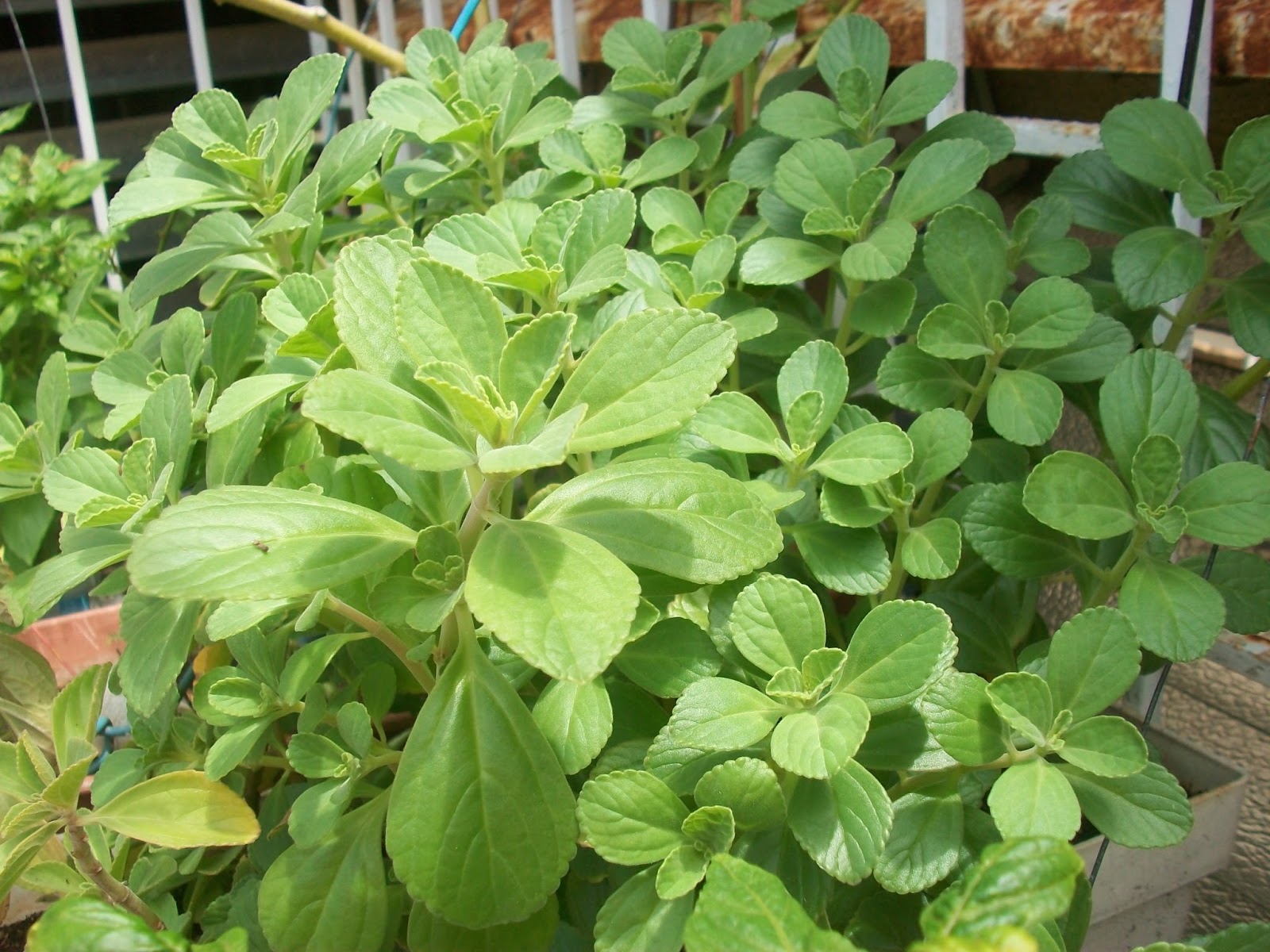 Investigadores UG buscan toxicidad en plantas medicinales con propiedades ansiolíticas