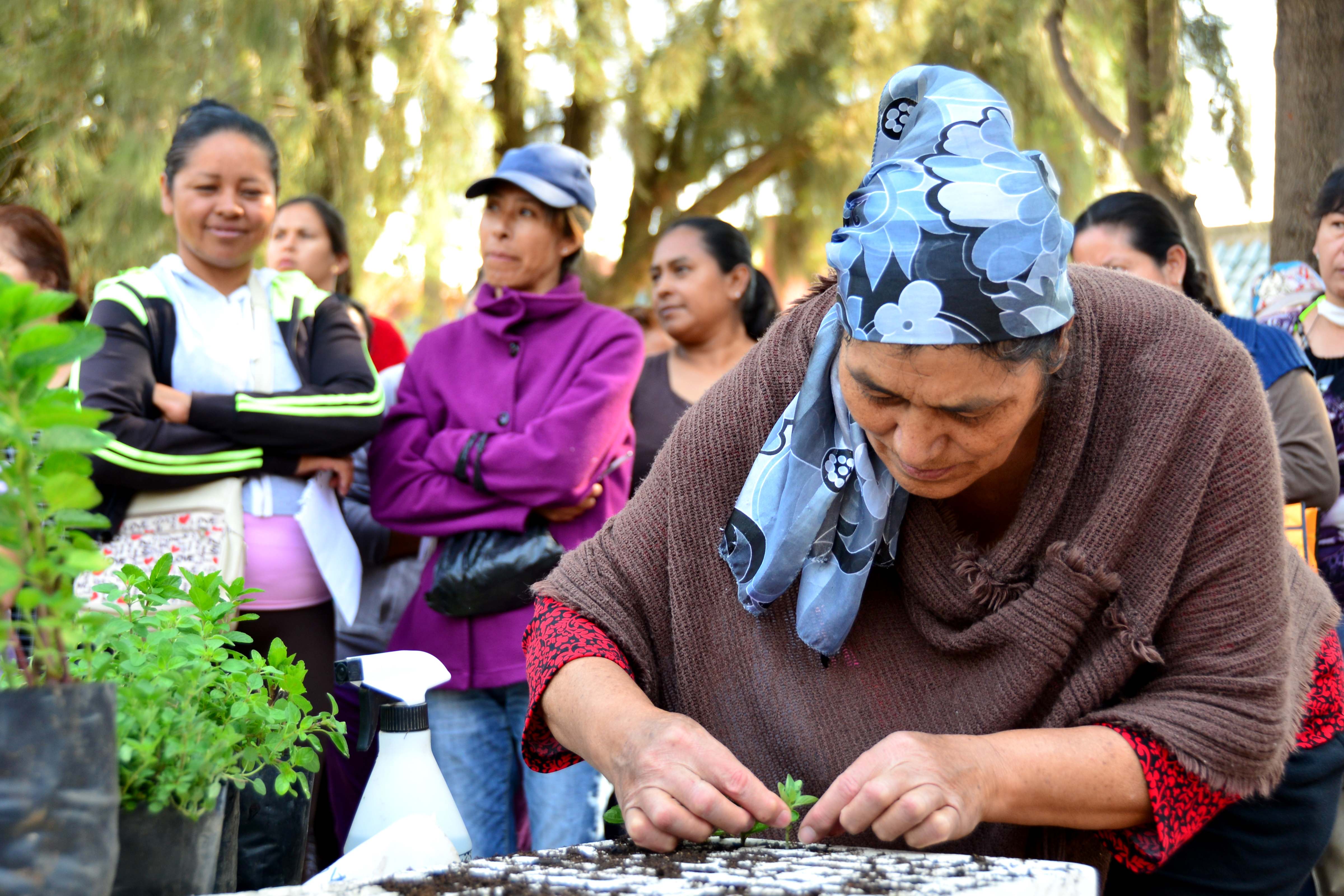 DIF estatal promueve el consumo de plantas medicinales para combatir enfermedades