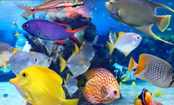 Lecciones del acuario