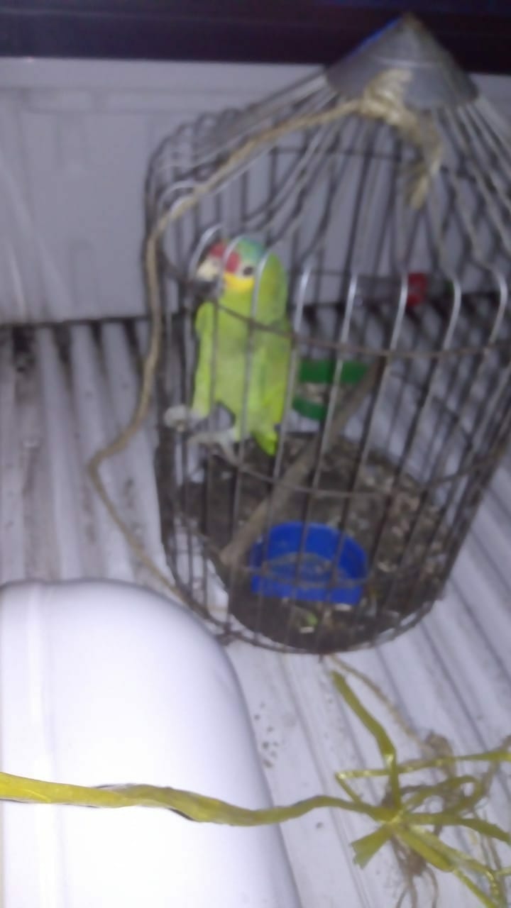 Se roba hasta al perico