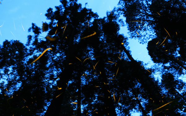 Árbol espectral