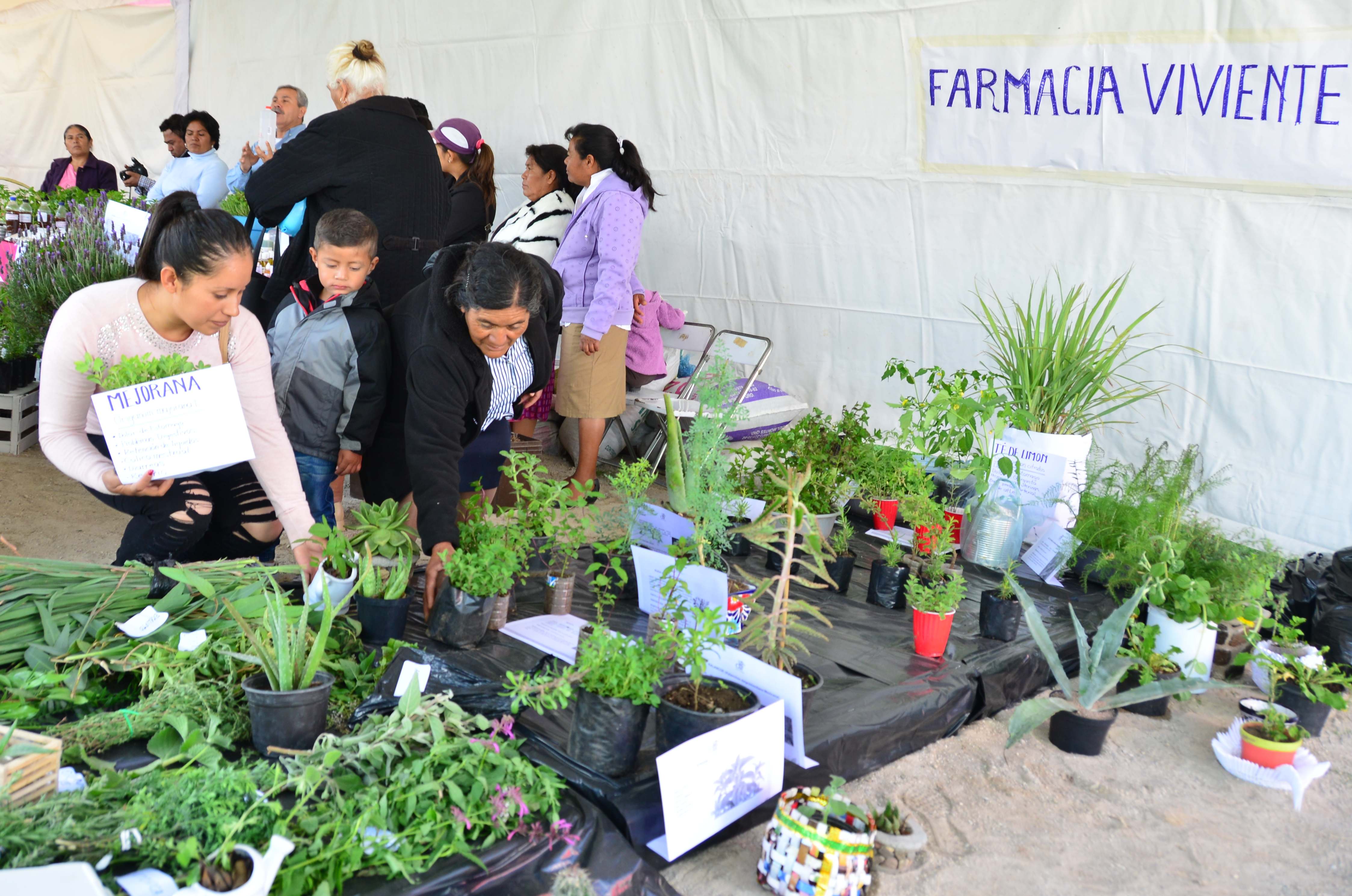 Promueven la siembra y el consumo de plantas medicinales en comunidades
