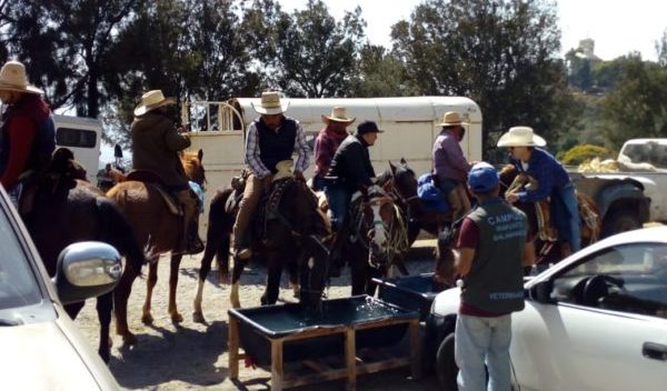 Veterinarios UG dan atención a más de mil caballos