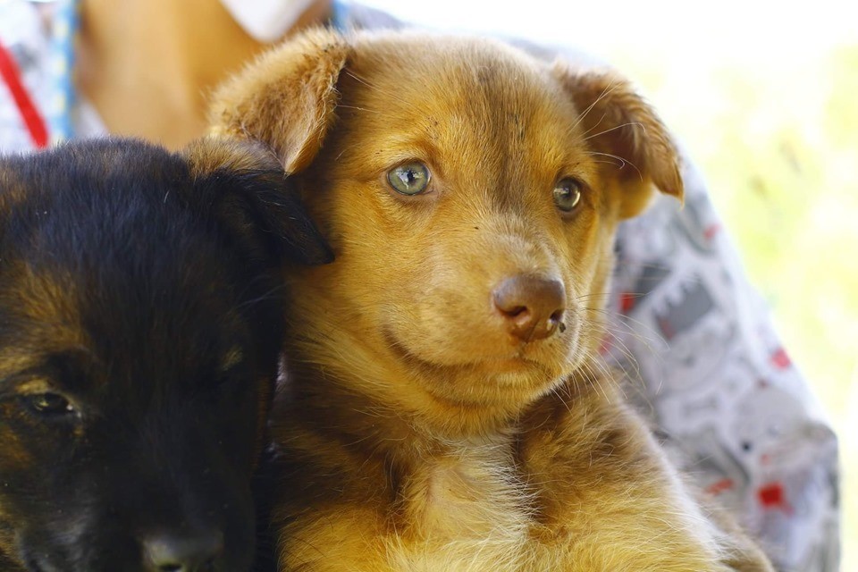 Crece en 20% adopción de perritos