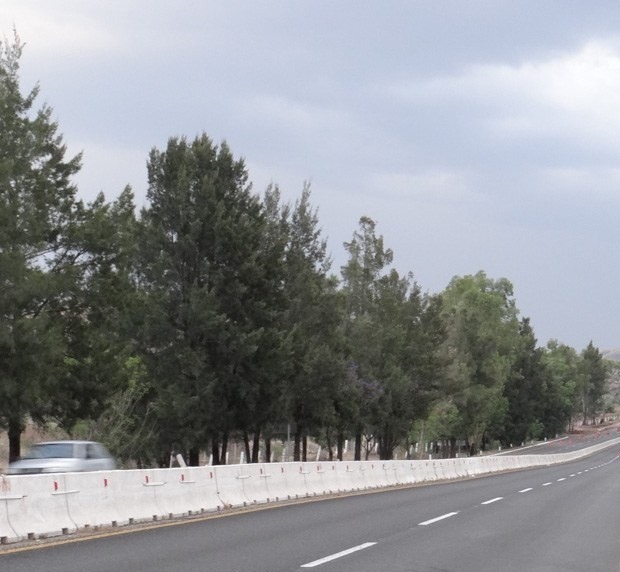 Muere joven atropellado en la autopista