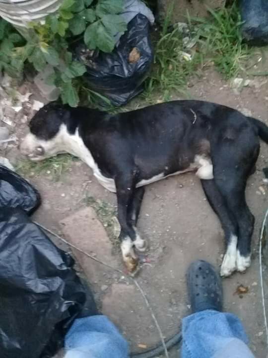 Policías matan a perro; se castigará el maltrato animal