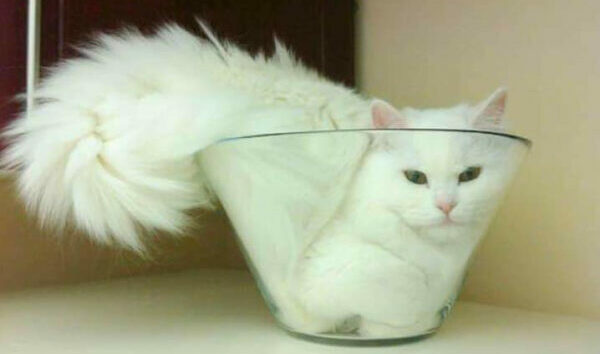 Gato barato