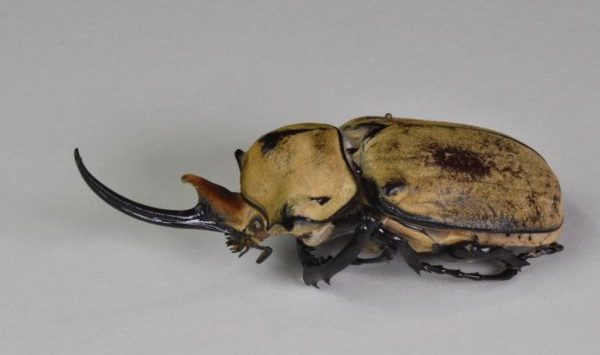 Posee UG acervo de Entomología en El Copal