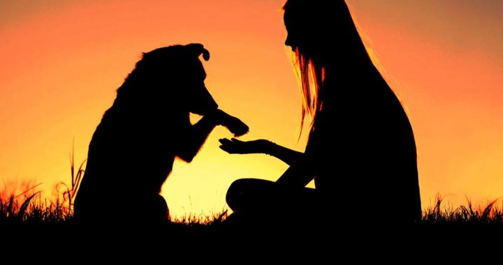 Los perros interpretan las emociones de sus dueños*