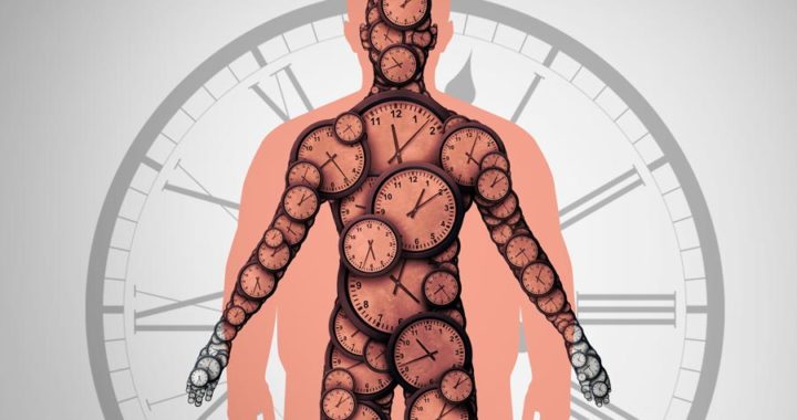 La perturbación de los ritmos circadianos contribuye a la obesidad*